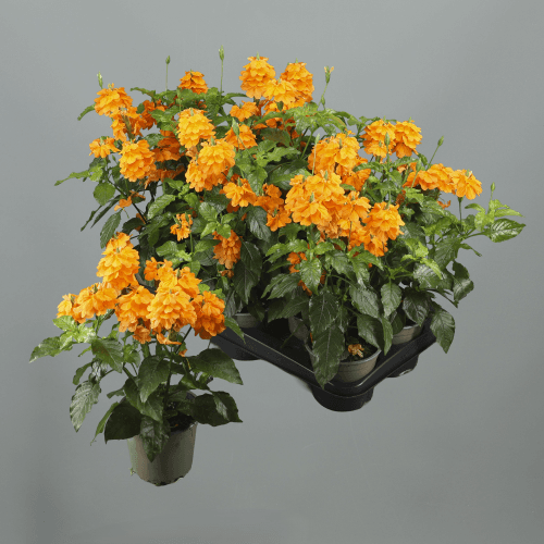 Crossandra (flor foguete), Planta de 30 cm de alto, lote de 10 unidades