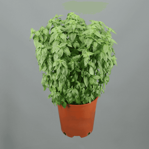 Manjericão gigante Ocimum basilicum, Planta de 80 cm de altura