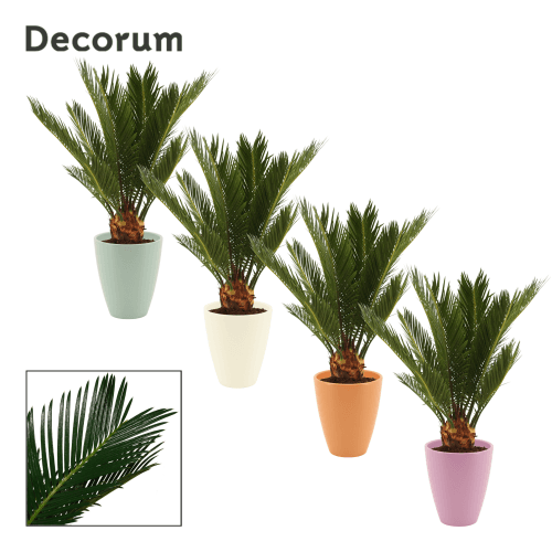 Cyca Revoluta Artificial en Cerámica, Planta de 45 cm de alto, pack de 6 uds