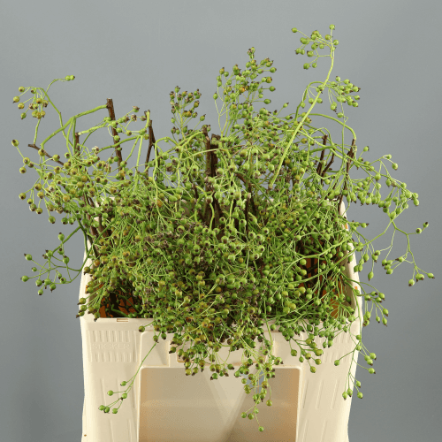 Manollo de 10 Pólas de Escaramuxo Verde (Rosa Corallo)