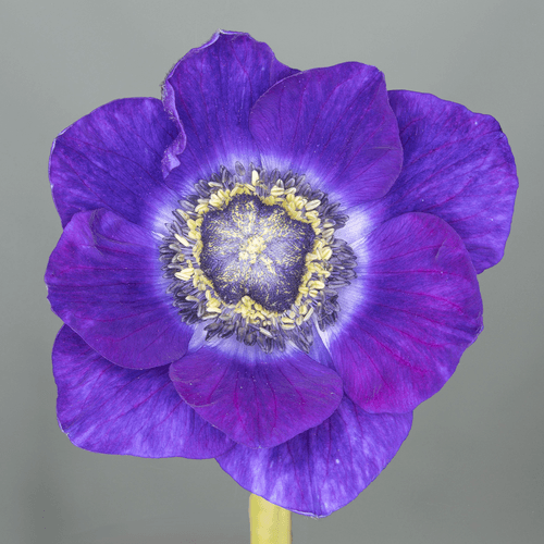 Anemone Bordeus, Flor fresca de 30 cm de llarg, ram de 20 tiges