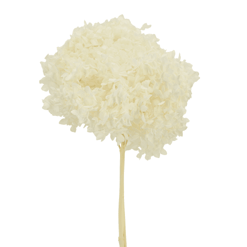 Hortensia Annabella préservée blanche, Fleur stabilisée de 30 cm de long