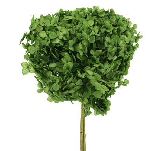 Hortensia Annabella préservée verte, Fleur stabilisée de 30 cm de long