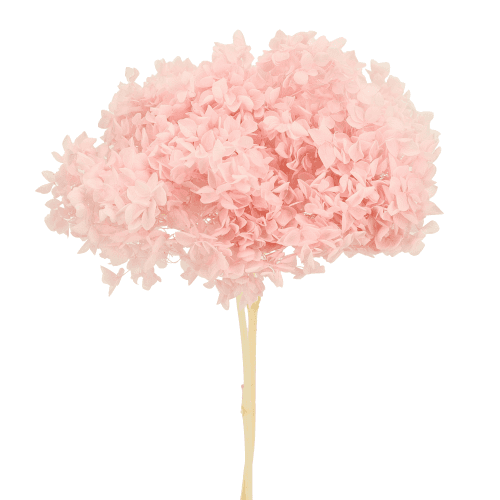 Hydrangea Annabella Rosa Claro