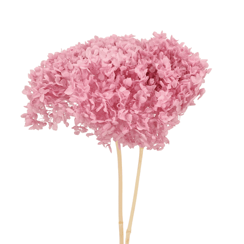 Hortensia Annabella Rose Préservée, Fleur stabilisée de 30 cm de long