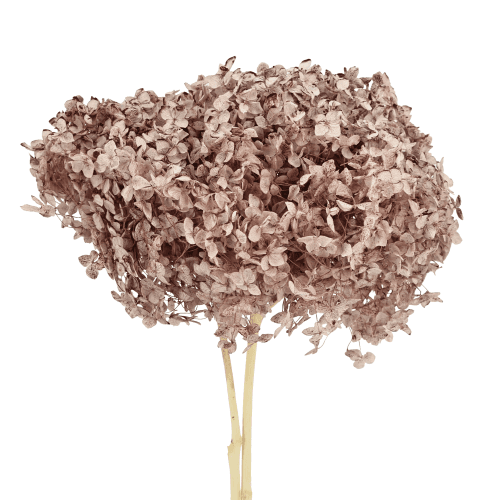 Hydrangea Annabella Rosa Empolvado