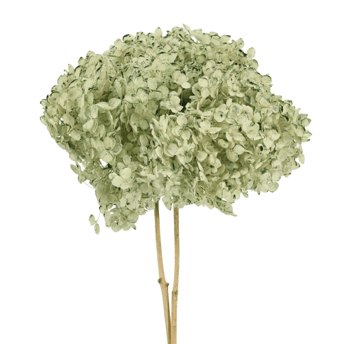 Hortensia Annabella préservée vert menthe, Fleur stabilisée de 30 cm de long