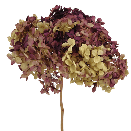 Hortensia Annabella préservée crème et rose, Fleur stabilisée de 30 cm de long