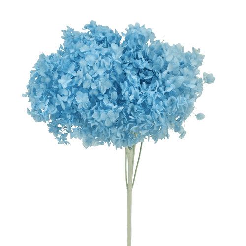 Hortensia Annabella préservée bleu ciel, Fleur stabilisée de 30 cm de long