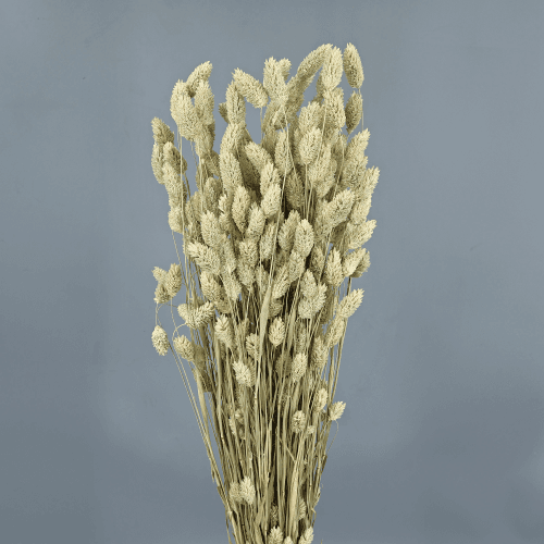 Phalaris Seco Natural