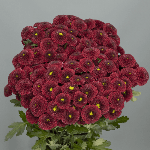 Crisantemo Santini Purpetta Red