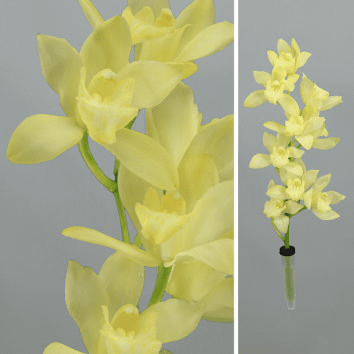 Orquídea Cymbidium Mini Limoncello (Verde-Lima), Flor fresca de 40 cm de comprimento