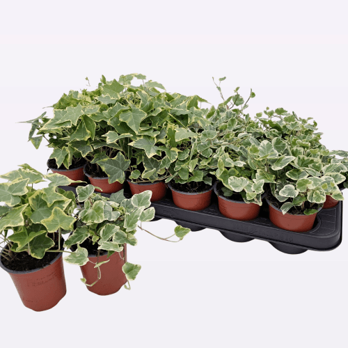 Hedera helix Mix (2 Colors) x12