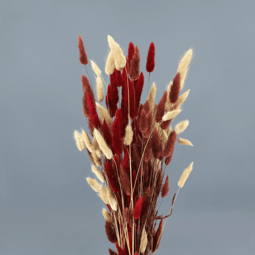 Lagurus seco granada, Flor seca