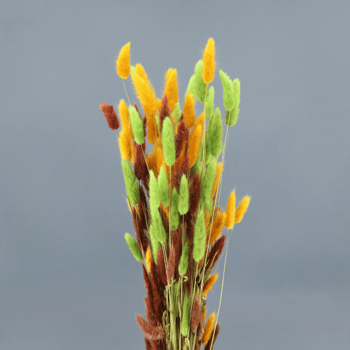 Lagurus seco verde, Flor seca