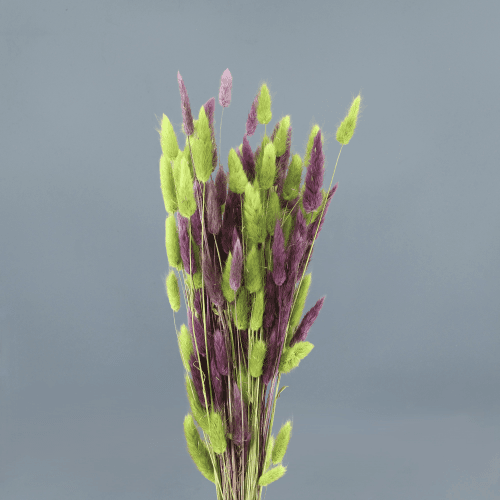 Lagurus seco lilás, Flor seca