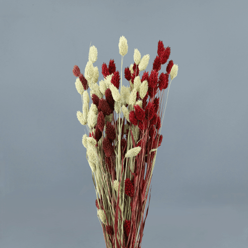 Phalaris seca granate