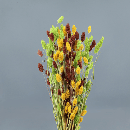 Phalaris seca verde