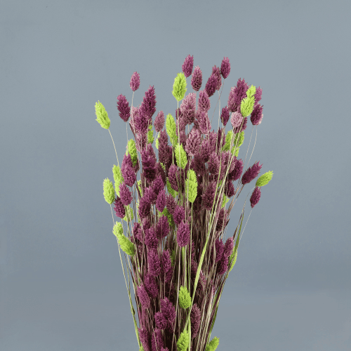 Phalaris Seco Mix Violeta