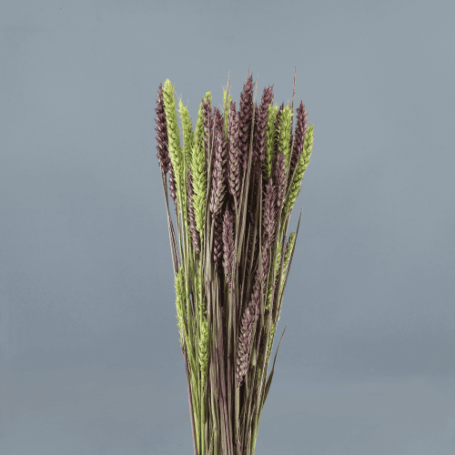 Trigo seco morado
