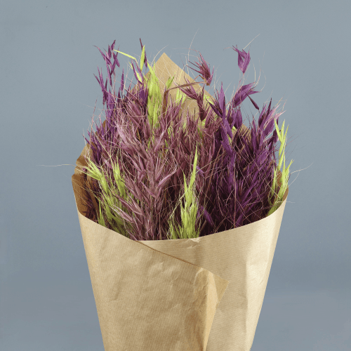 Aveia selvagem seca lilás, Flor seca de 80 cm de comprimento