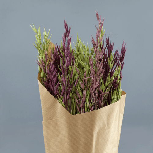 Bouquet d'Avoine Séchée Ton Violet