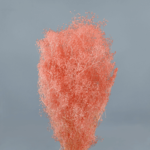 Gypsophile préservée saumon, Fleur stabilisée de 40-50 cm de long