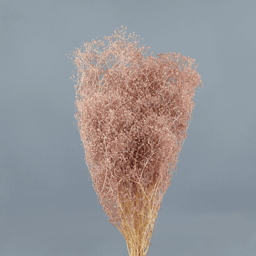 Paniculata Mini Rosa Empolvada