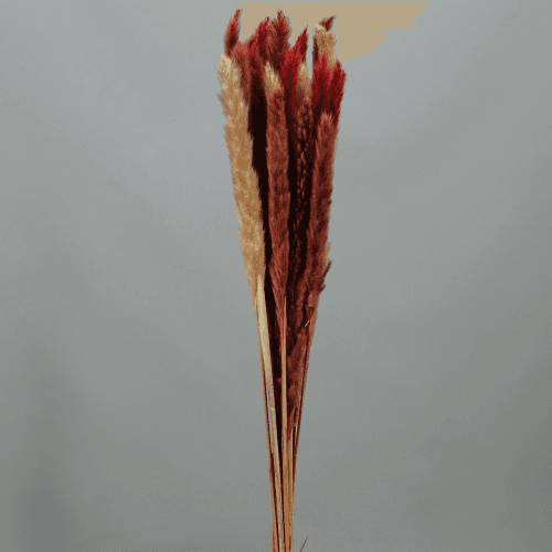 Pluma decorativa granate