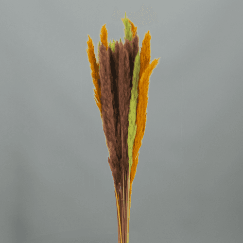 Pluma decorativa verde, Flor preservada de 50-60 cm de largo