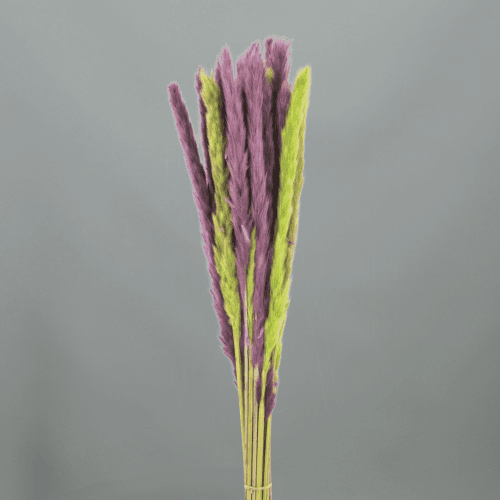 Pluma decorativa morada