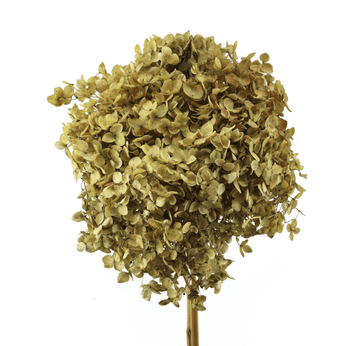 Hortensia Annabella préservée vert clair, Fleur stabilisée de 30 cm de long