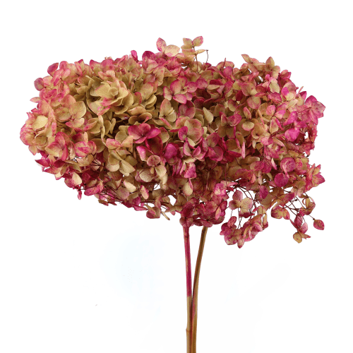 Hortensia Annabella préservée rouge et verte, Fleur stabilisée de 30 cm de long