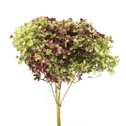 Hortensia Annabella préservée fuchsia et verte, Fleur stabilisée de 30 cm de long
