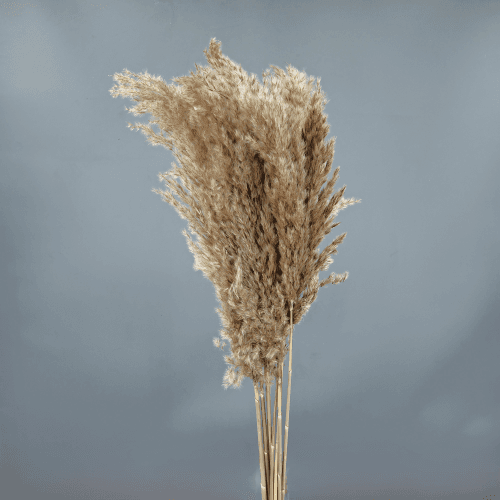 Plume Naturelle Mini