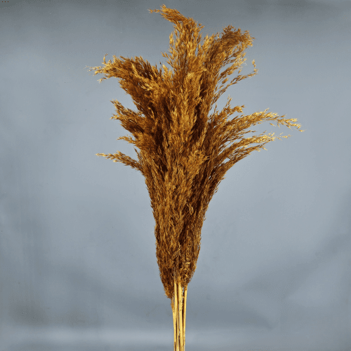 Pluma decorativa ocre, Flor preservada de 50-60 cm de largo