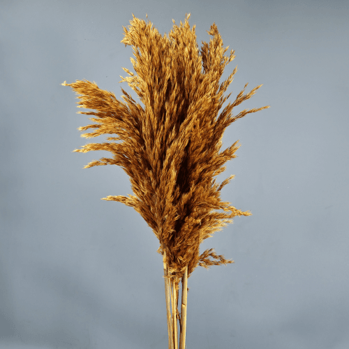 Pluma decorativa naranja, Flor preservada de 50-60 cm de largo