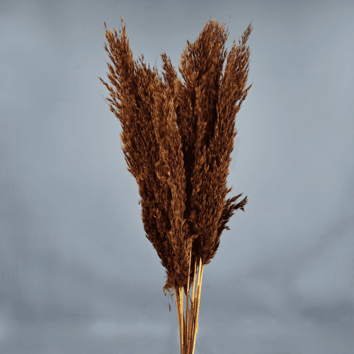 Plume préservée Marron