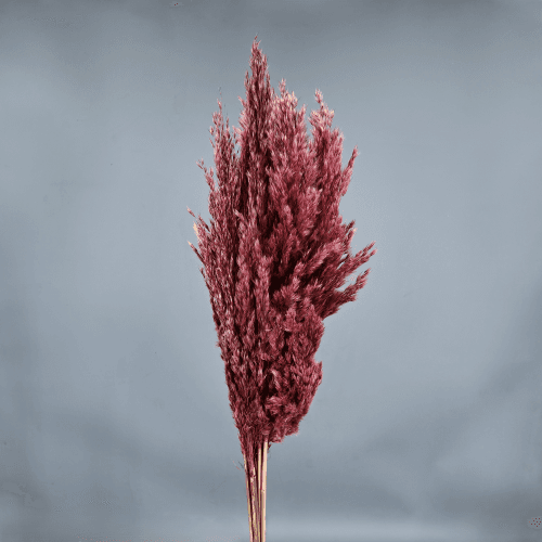 Pluma preservada Rosa, Flor preservada de 50-60 cm de largo