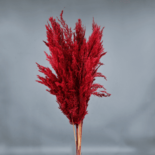 Pluma preservada Rojo, Flor preservada de 50-60 cm de largo