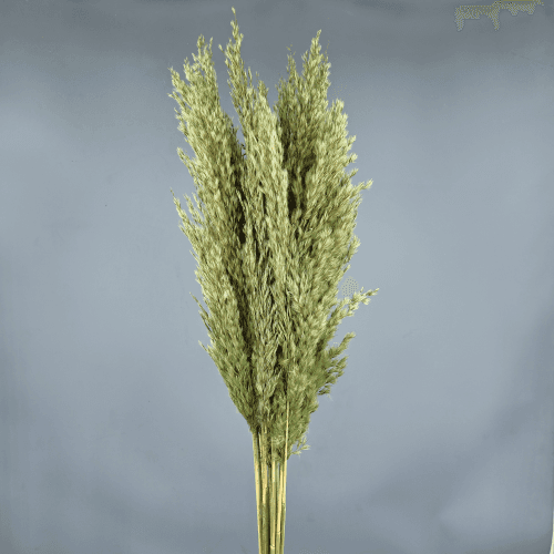Pluma preservada Verde, Flor preservada de 50-60 cm de largo