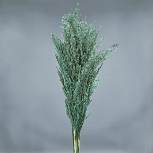 Plume préservée Bleu ciel