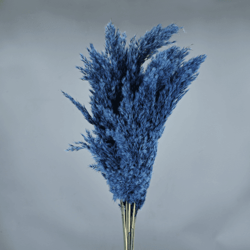 Pluma preservada Azul, Flor preservada de 50-60 cm de largo