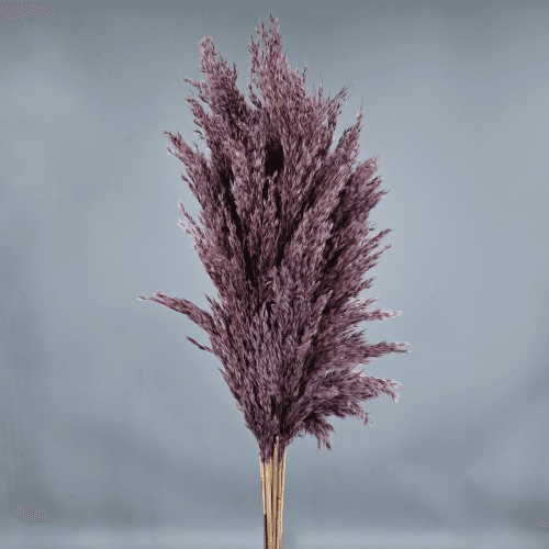 Plume préservée Pourpre