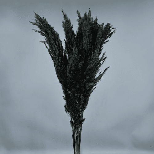 Plume préservée Noire, Fleur stabilisée de 50-60 cm de long