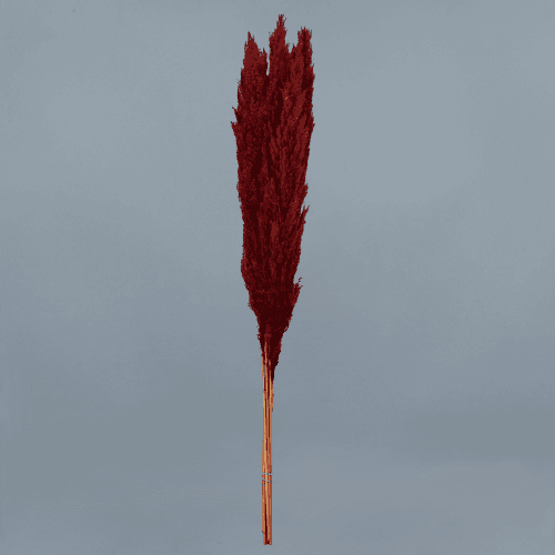 Plumero preservado Granate, Flor preservada de 120 cm de largo