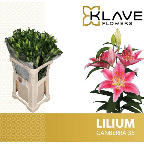 Lírio Oriental Canberra 3 Flores, Flor fresca de 65 cm de comprimento, ramo de 20 hastes