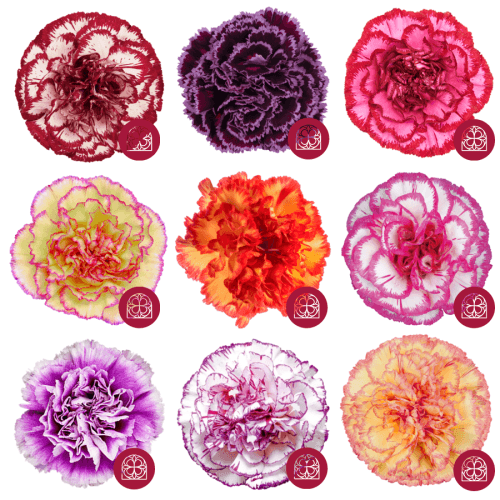 Clavel Bicolor Mix Fancy