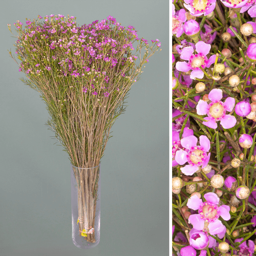 Flor de Cera Rosa, Flor fresca de 70 cm de largo, ramo de 25 tallos