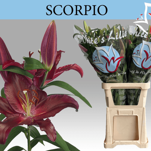 Lírio grená Scorpio, Flor fresca de 100 cm de comprimento, ramo de 3 hastes